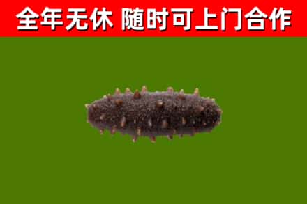 沈丘县回收海参干